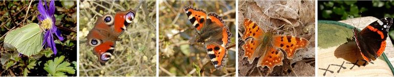 Vijf algemene vlinderoverwinteraars, van links naar rechts: citroenvlinder, dagpauwoog, kleine vos, gehakkelde aurelia en atalanta