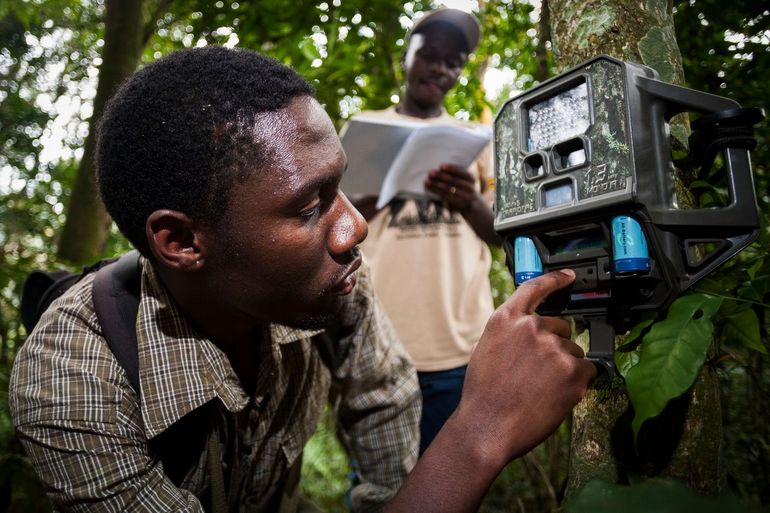 Install camera traps