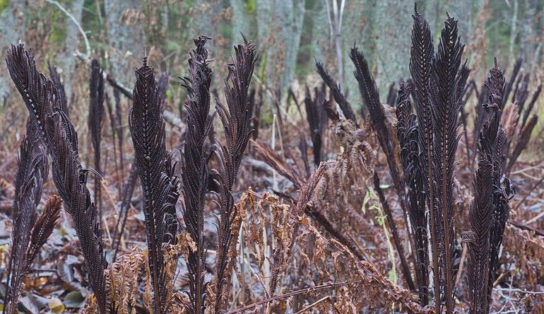 De steriele bladeren van de struisvaren zijn afgestorven, de sporendragende bladeren staan nog overeind