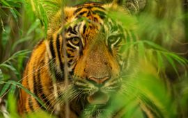 © Narayanan Iyer (Naresh) / WWF-International Tijger in het gras