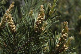 Pinus sylvestris, grove den, scots pine bloei mannelijke bloemen