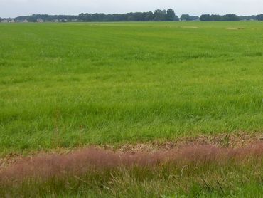 Een hervorming van het Europese landbouwbeleid kan de oplossing dichterbij brengen