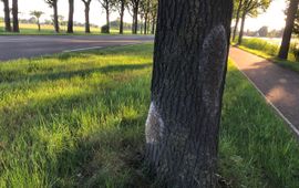 Arnold van Vliet Nesten eikenprocessierups langs weg en fietspad
