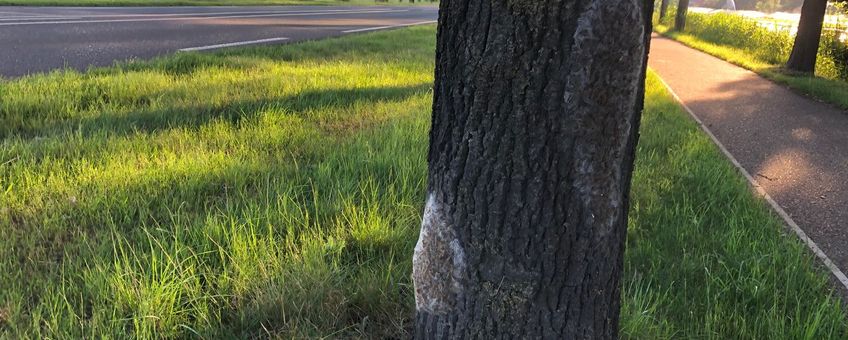 Nesten eikenprocessierups langs weg en fietspad