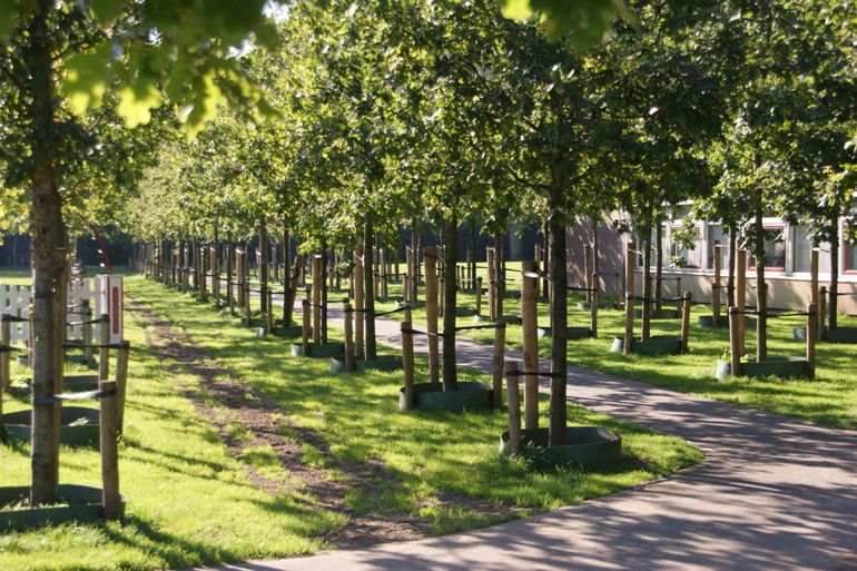 Voorbeeld van laanbeplanting met enkel eiken