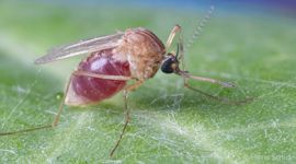 De gewone huissteekmug (Culex pipiens) met bloedmaal