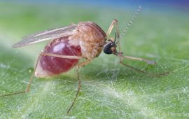 De gewone huissteekmug (Culex pipiens) met bloedmaal