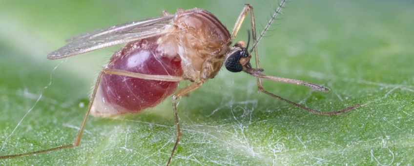 De gewone huissteekmug (Culex pipiens) met bloedmaal