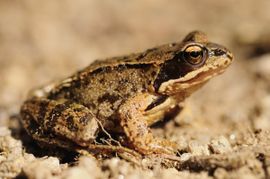 Rana temporaria. Bruine kikker