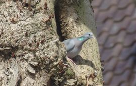 Columba oenas. Holenduif