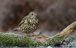 Henk Majoor Grote lijster winter