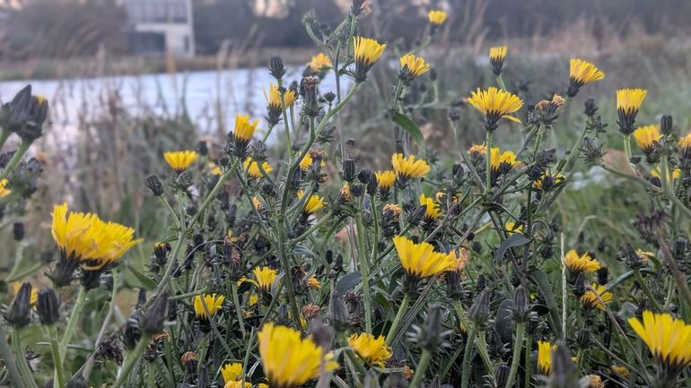 Nog uitbundig bloeiend in Leiderdorp eind oktober, echt bitterkruid