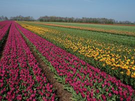 NL, Drenthe, Midden-Drenthe, Bruntinge 3,  tulpenvelden, tulip fields