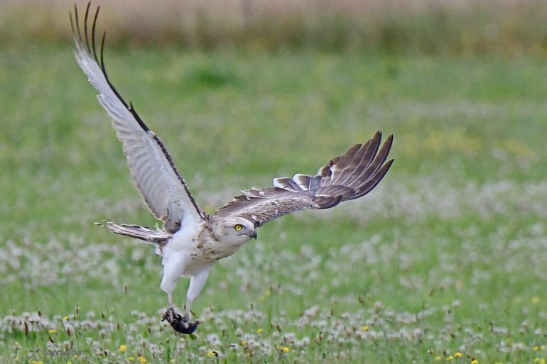 Slangenarend met mol in het grasland bij Laag Zuthem, 22 juli 2022