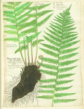 Mannetjesvaren (Dryopteris filix-mas)
