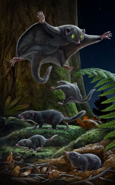 Artistic reconstruction of pelage coloration of five early mammals