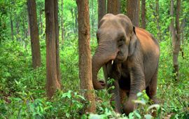 Pixabay Asian elephant