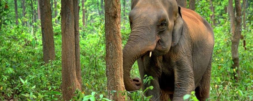 Asian elephant