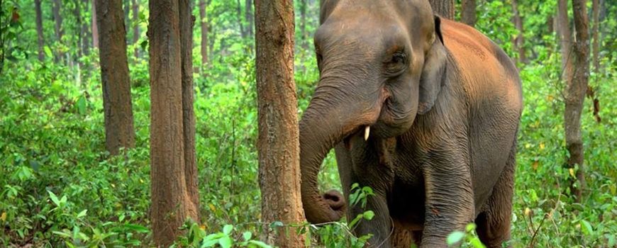 Nature Today | Asian elephants have different personality traits just