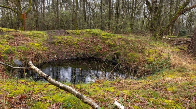 De bomkrater in de Zeegserduinen is nu een ideale voortplantingsplek voor padden en kikkers