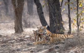 © Richard Barrett / WWF-UK Tijgerfamilie in India.