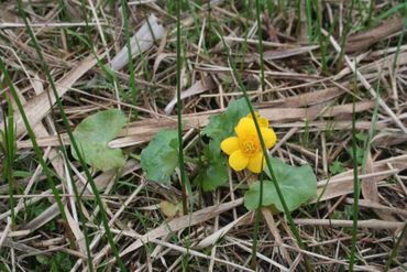 Dotterbloem kan al vroeg bloeien