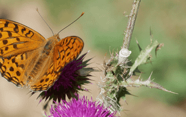 Chris van Swaay Bosrandparelmoervlinder op distel