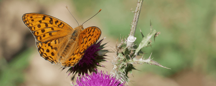 Bosrandparelmoervlinder op distel