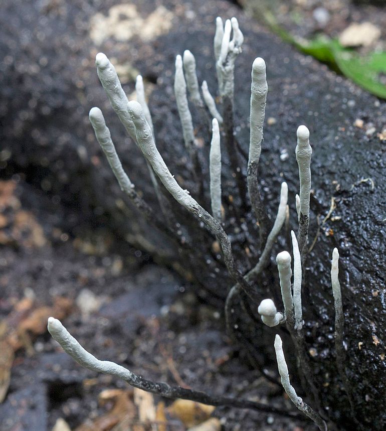 Kasgeweizwam (Xylaria arbuscula) is één van de soorten waar een nieuwe Nederlandse naam voor werd bedacht. In geheel Europa is deze tropische soort alleen maar in verwarmde kassen verschenen. De soort is opvallend spits toelopend in jonge tot volwassen staat