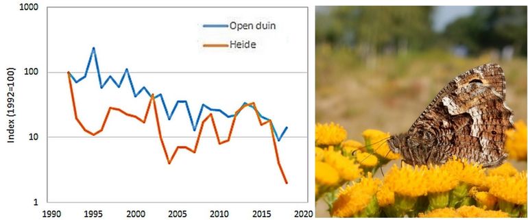 Trend heivlinder in de duinen en de binnenlandse heideterreinen