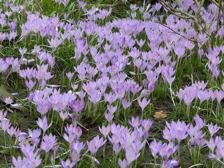 De boerenkrokus kan massaal voorkomen