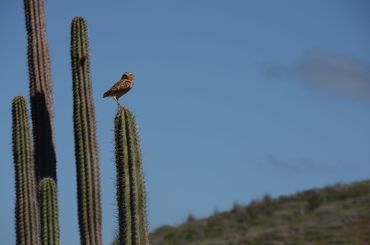 A shoco sitting on the columnar cactus Stenocereus griseus