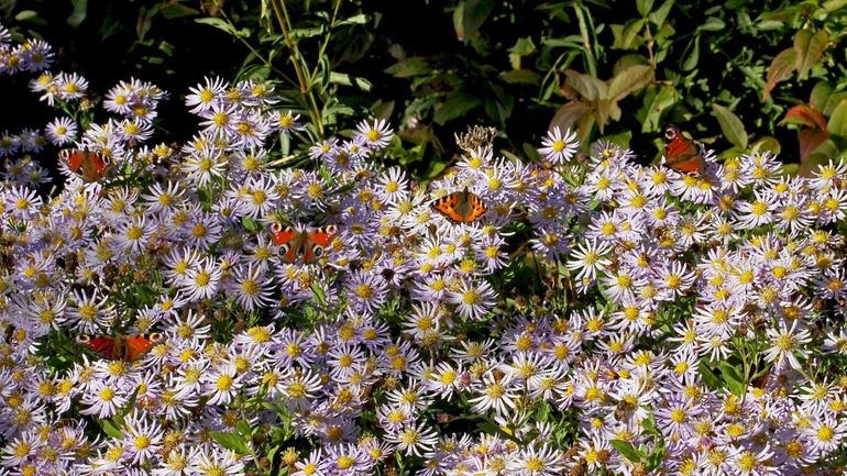 Herfstasters bloeien tot ver in het najaar en daar zijn insecten blij mee