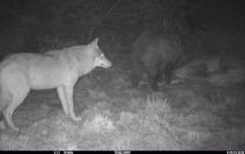 Wild zwijn eet van een doodgereden edelhert. Ondertussen houdt een een wolf afstand en wacht netjes op de beurt. EENMALIG GEBRUIK