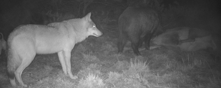 Wild zwijn eet van een doodgereden edelhert. Ondertussen houdt een een wolf afstand en wacht netjes op de beurt. EENMALIG GEBRUIK
