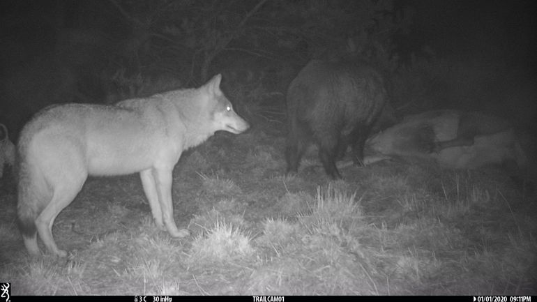 Wild zwijn eet van een doodgereden edelhert. Ondertussen houdt een wolf afstand en wacht netjes op de beurt