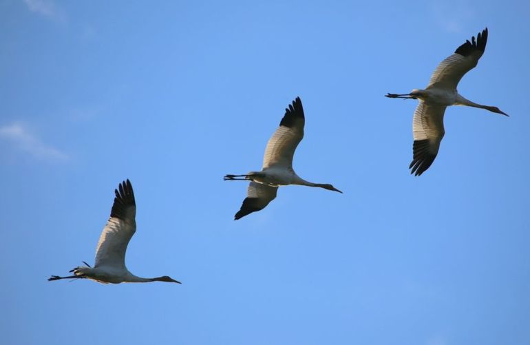 Migrating cranes