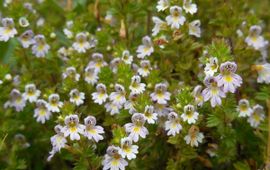 Ed Stikvoort, Saxifraga stijve ogentroost