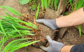 Vaste planten scheuren