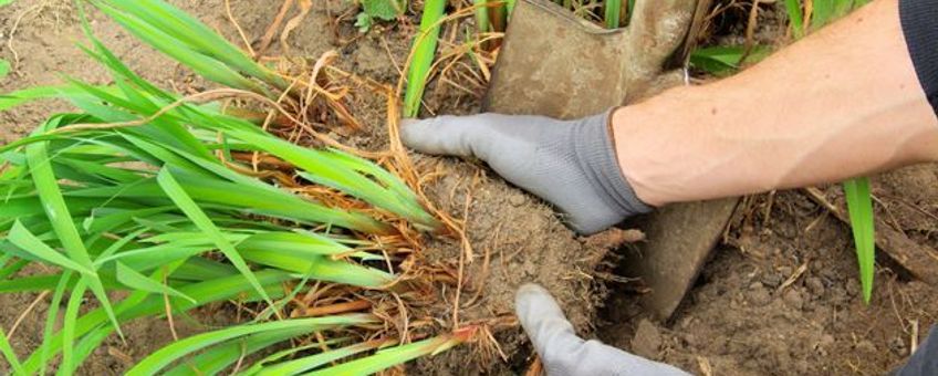 Vaste planten scheuren