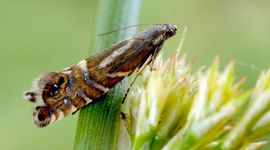 grote parelmot - primair