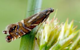 grote parelmot - primair