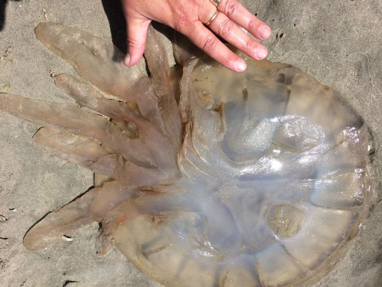 Onderkant van de overjarige Zeepaddenstoel aangespoeld in juni 2016 op Ameland 