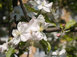 Jörg Hempel, CC BY-SA 3.0-licentie Malus_domestica. Appel