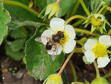 Overdag worden aardbeien onder andere bestoven door zweefvliegen