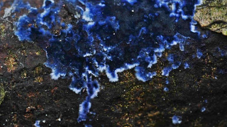 Blauwe korstzwam is een opvallende soort op berken