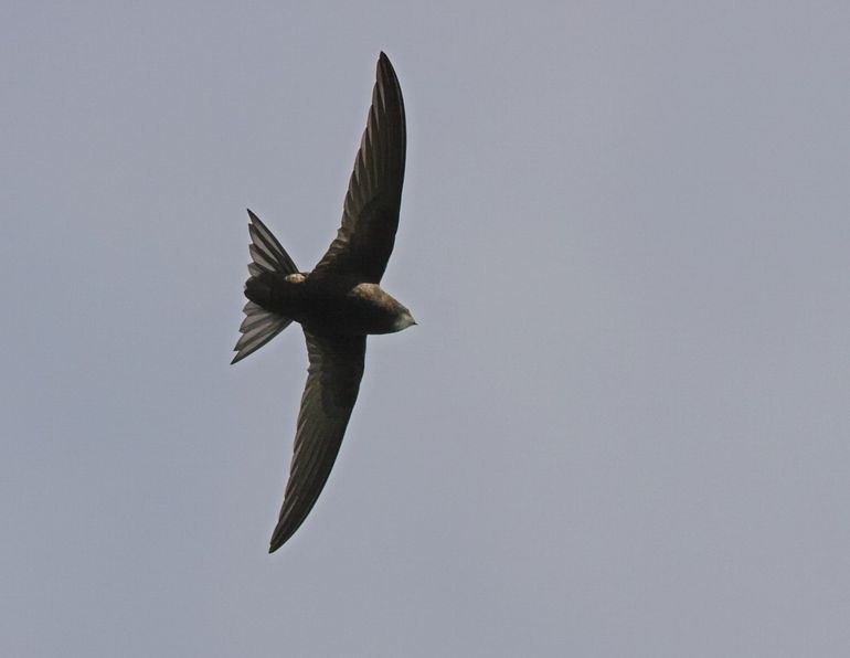 Gierzwaluwen scheren als sikkels door de lucht