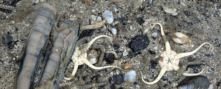 Tijdens de Strandspeurdag werden veel Slangsterren gevonden. Op andere Hollandse SMP-trajecten wordt deze soort niet vaak in grote aantallen gevonden. Meerdere exemplaren leefden nog