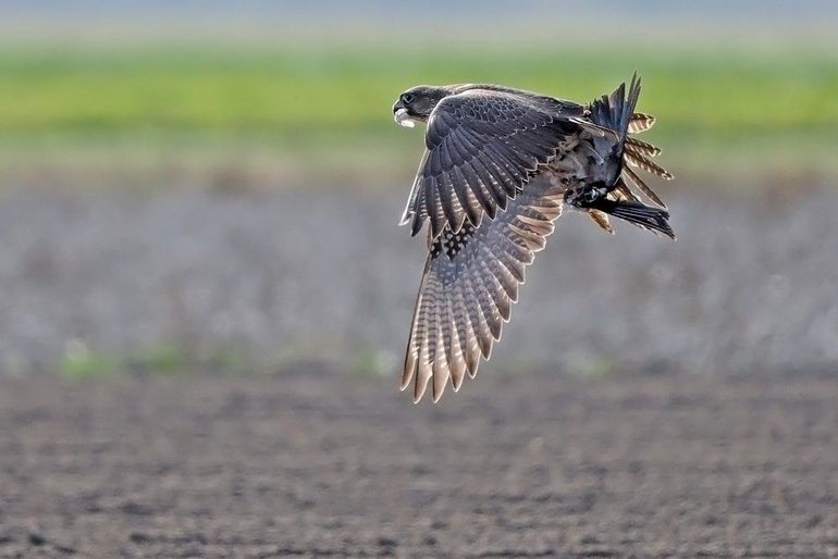 Giervalken 'slaan' vooral vogels voor het ontbijt