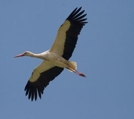 Ooievaar op trek